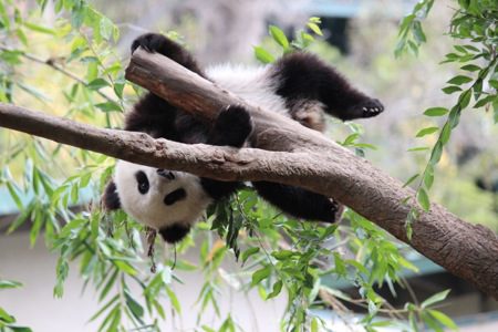 xiao_liwu_im_san_diego_zoo_-_foto_3_450x300