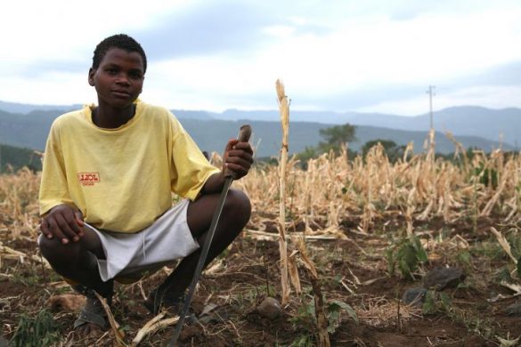 dried-out-field-of-maize-near-arba-minch-ethiopia-725x483