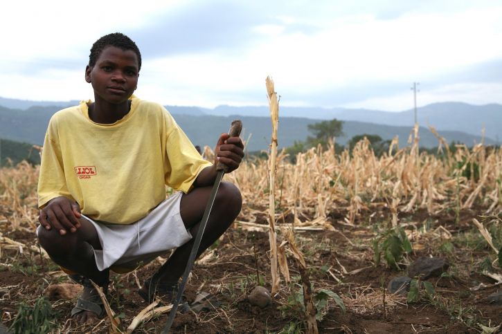 dried-out-field-of-maize-near-arba-minch-ethiopia-725x483