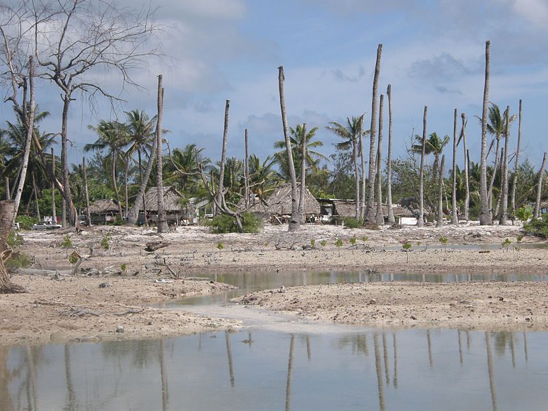 800px-impacts_of_coastal_erosion_and_drought_on_coconut_palms_in_eita_tarawa_kiribati