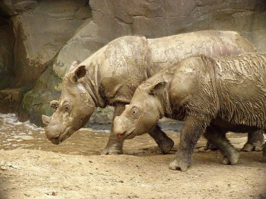 800px-sumatran_rhino_2