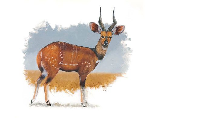 illustration_fra_totems_of_uganda