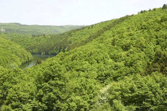 jungle-forest-from-above