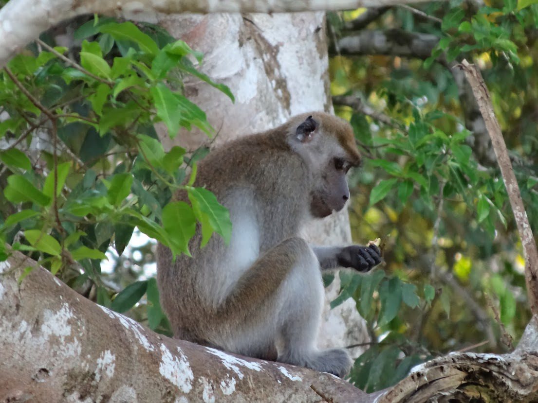 monkey-borneo_1