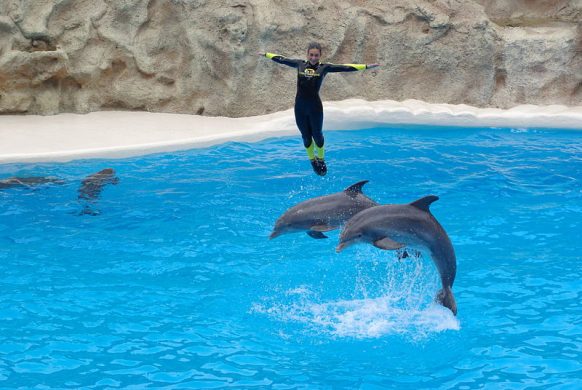 800px-dolphins_loro_parque_bw_4