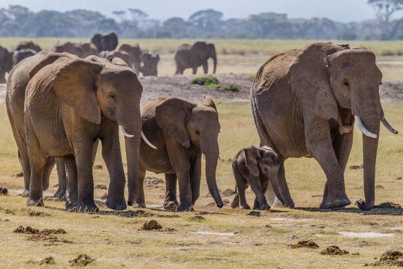 herd_of_elephants