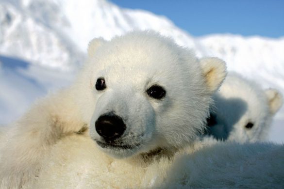 isbjoerne_-_foto_-_jon_aars_-_norwegian_polar_institute_-_wwf-canon