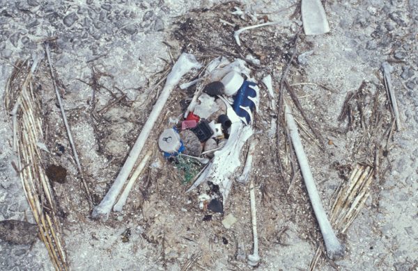 plastic_albatross_chick_remains_forest_kim_starr_usgs