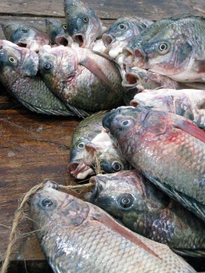 229398277_27264bbd91_o