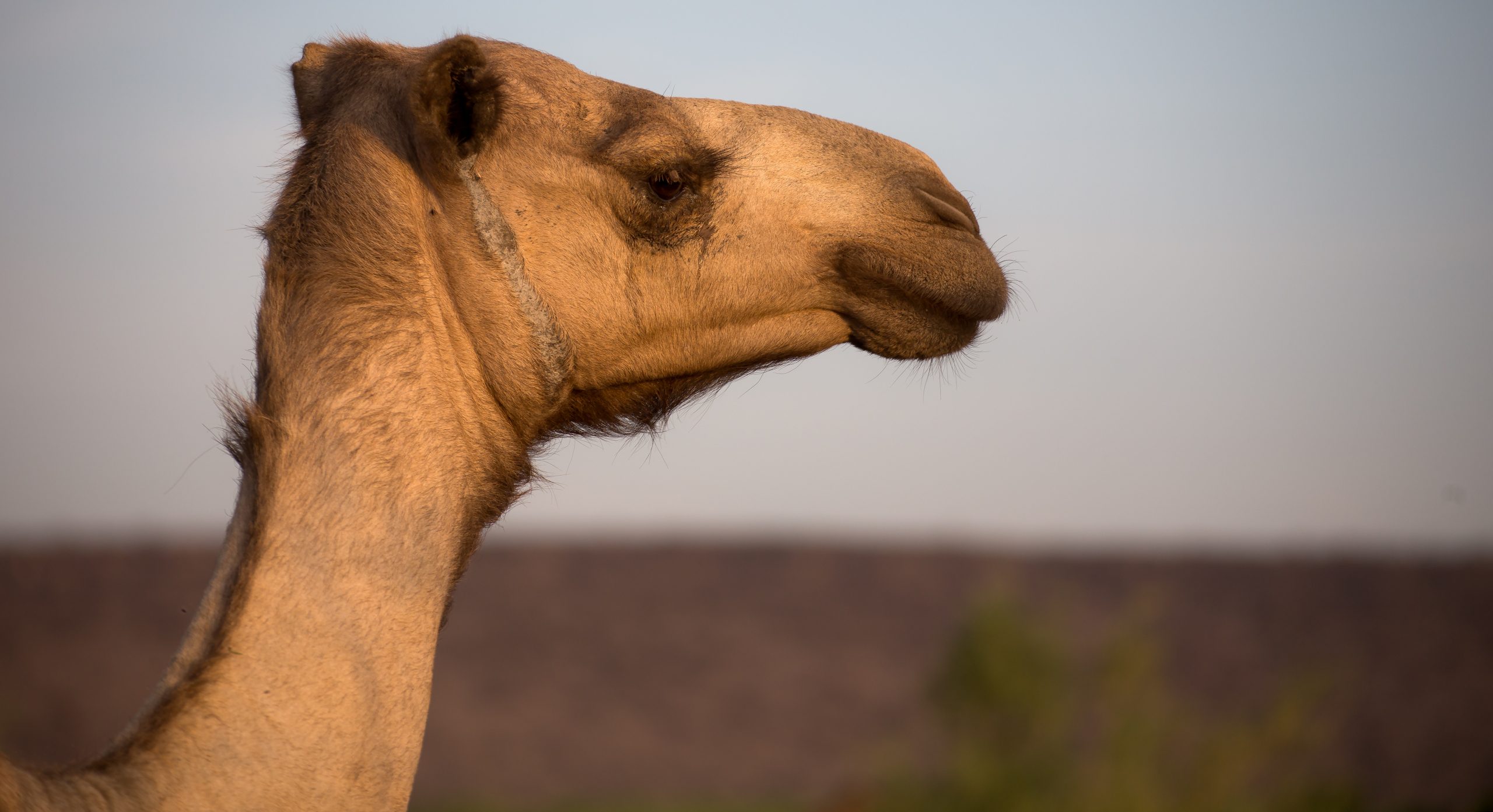 24342847246_a4228271cc_o