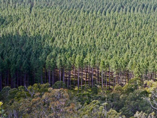 forest-trees-1560x1170