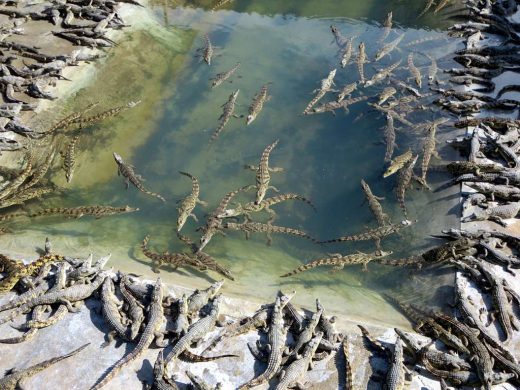 11510492003_21a81b5b0c_o