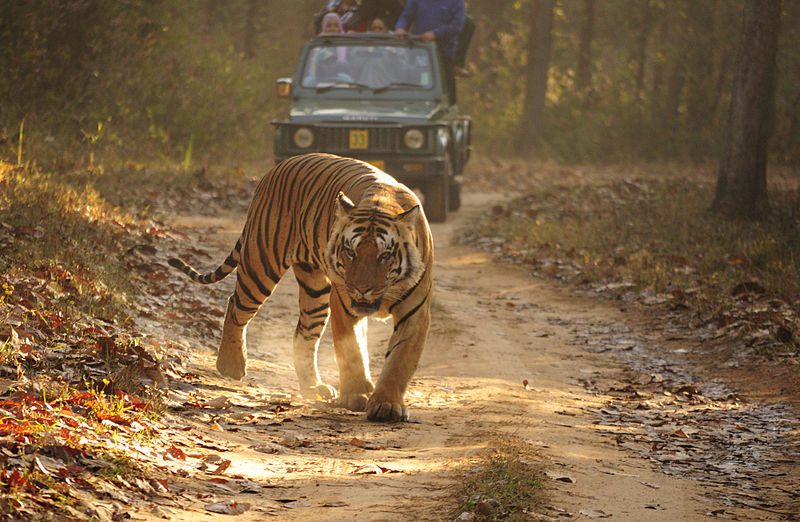 800px-royal_bengal_tiger_kanha