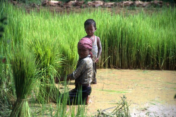 06-15-fao-child-labour_fao_j_thompson