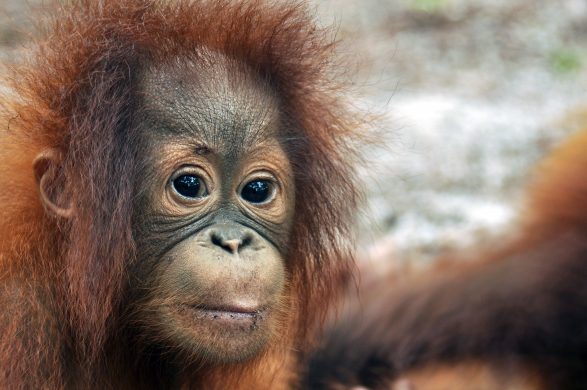 orangutan