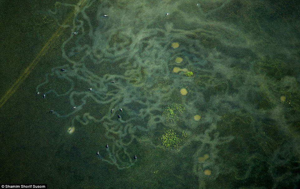 medusa_-_koeernes_graesning_feni_district