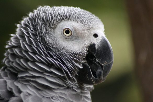 1200px-grey_parrot