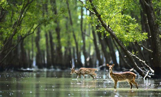 sundarbans-national-park