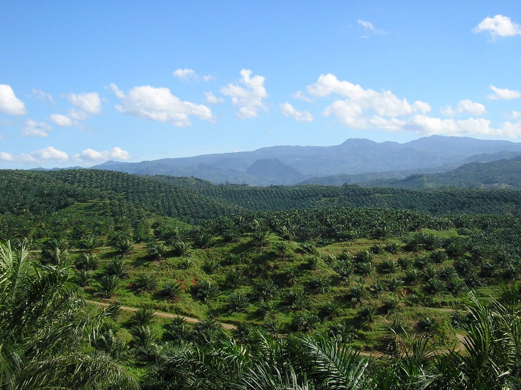 oil_palm_plantation_in_cigudeg-03