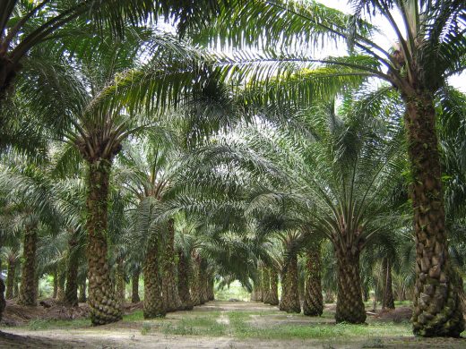 oilpalm_malaysia