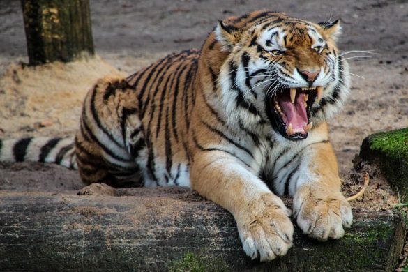 tiger-500118_960_720