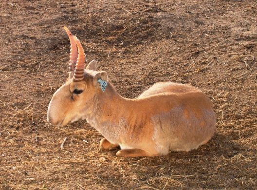 saiga_tatarica
