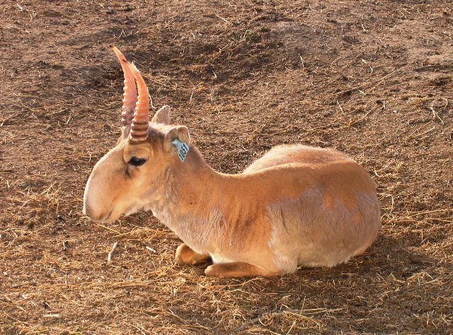 saiga_tatarica