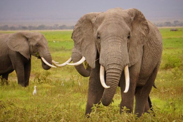 wild-elephants-1724217_960_720