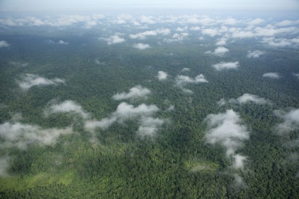 prey_lang_forest_aerial