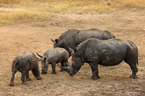 rhinos-1221523_960_720