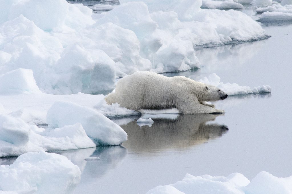 19000745464_f5c9dbdd74_b