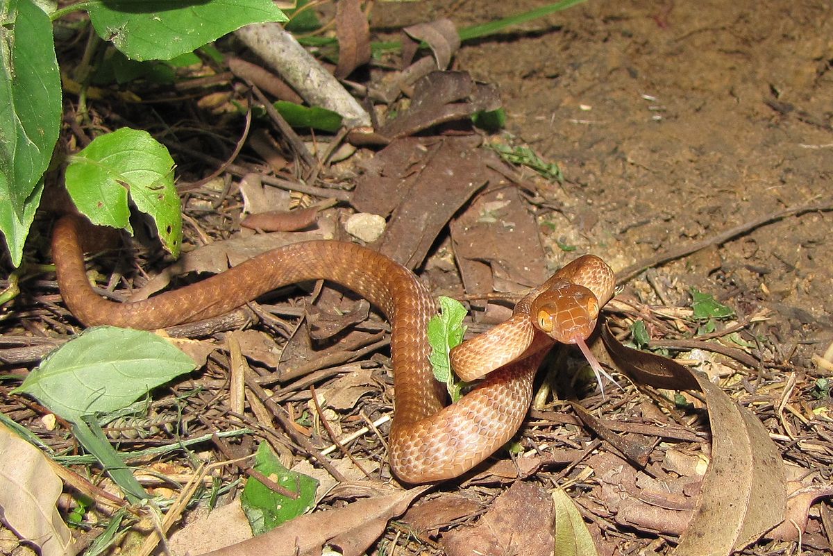 brown_tree_snake_cape_hillsborough_national_park