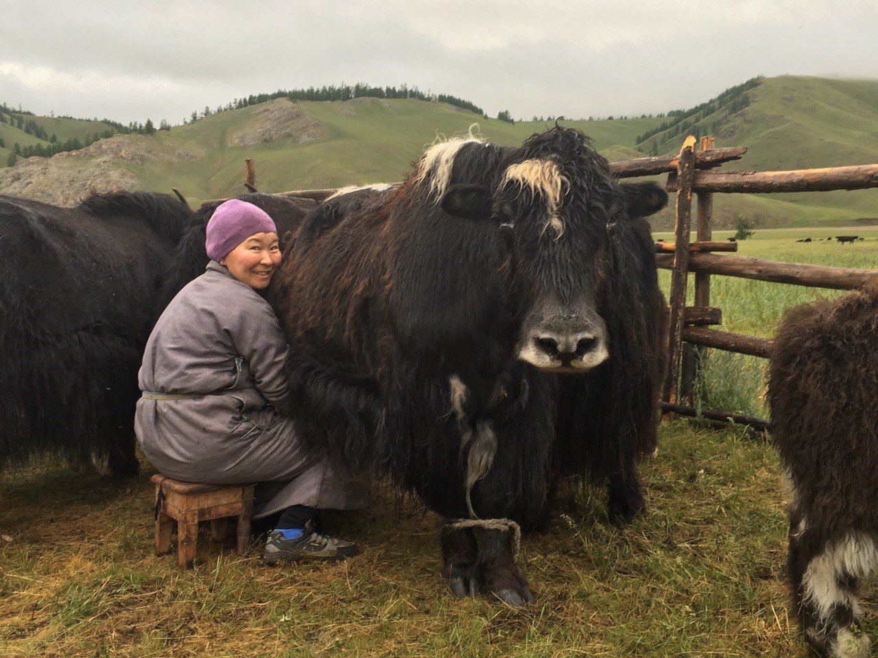 dalaimyagmar_hoj_oplosning