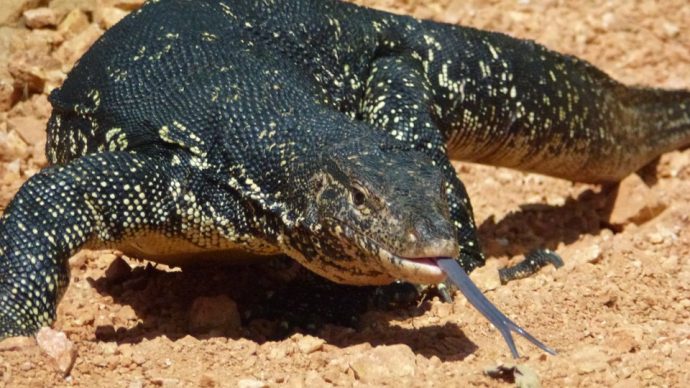 nature-monitor-lizard-lizard-monitor-sri-lanka-775420
