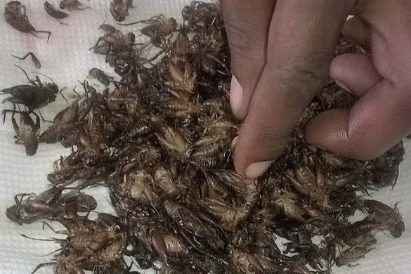 sortingcrickets_greeinsect