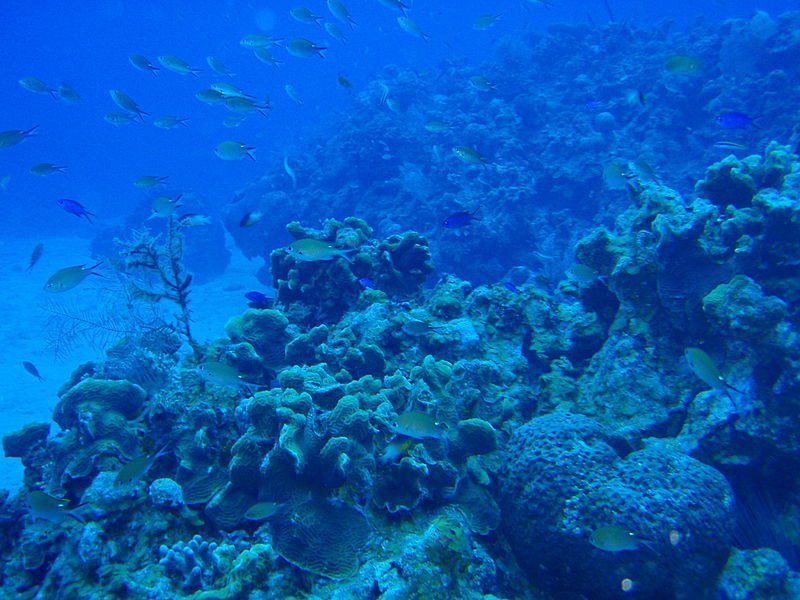 800px-coral_reef_belize