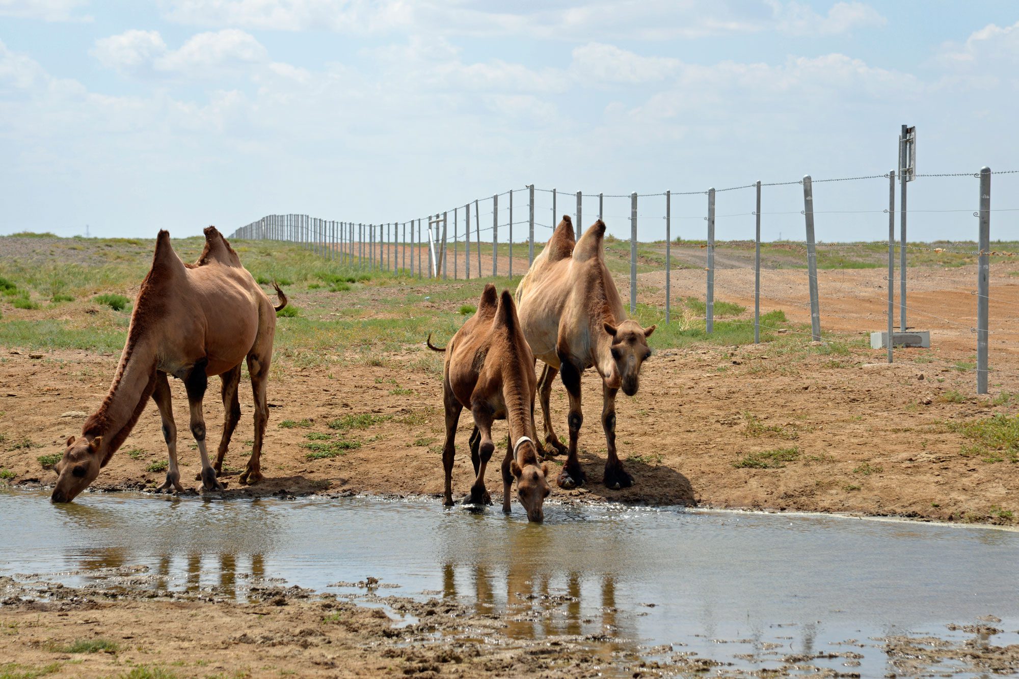 introfoto-kameler-ved-hegn