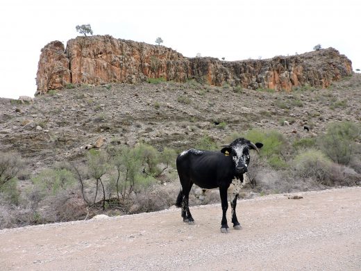 25556680036_dd3bf88626_k