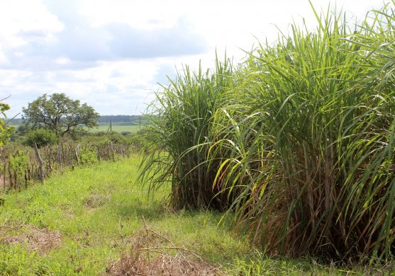 swazi_sugar_cane_-_photo_klaus_christensen