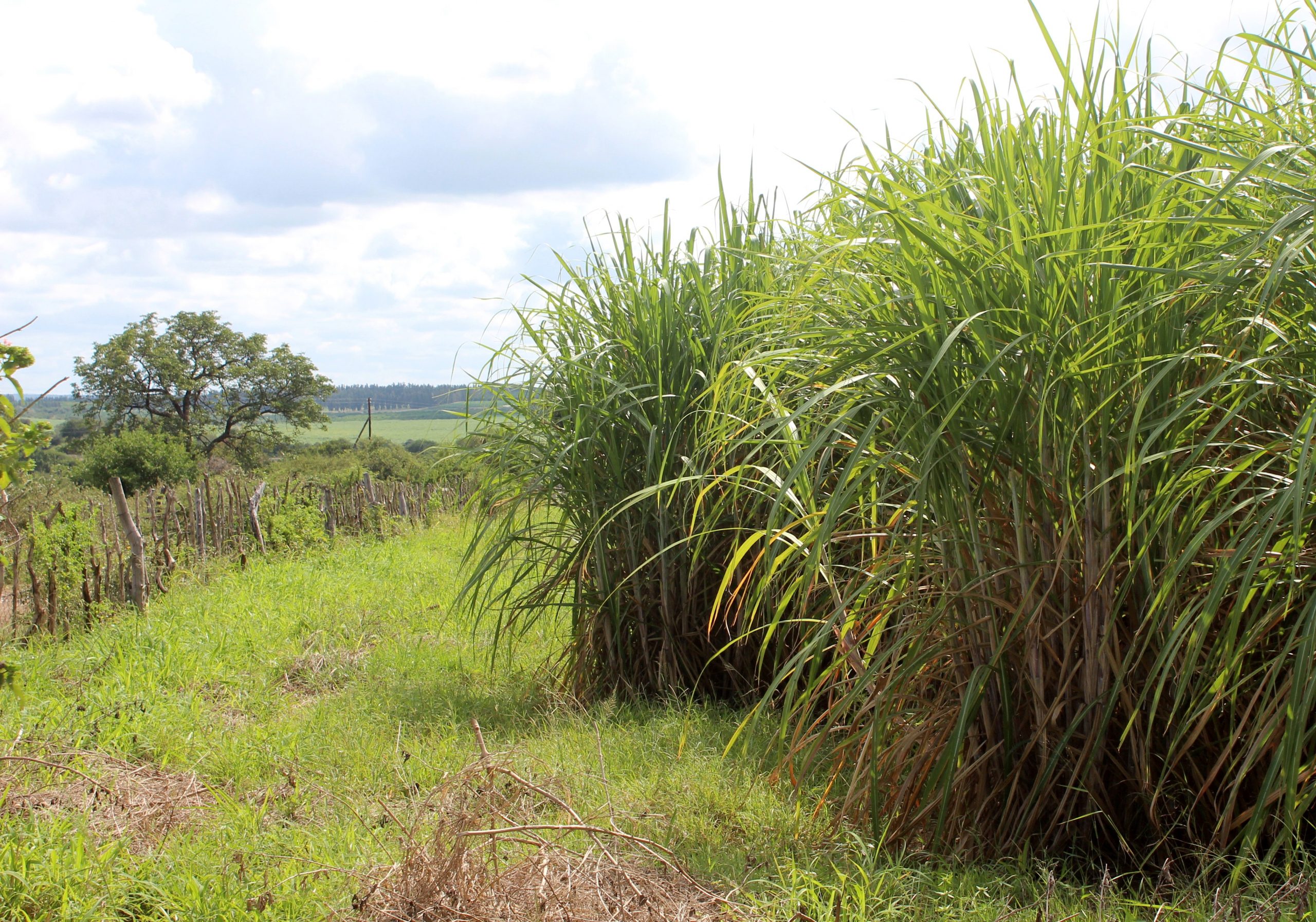 swazi_sugar_cane_-_photo_klaus_christensen