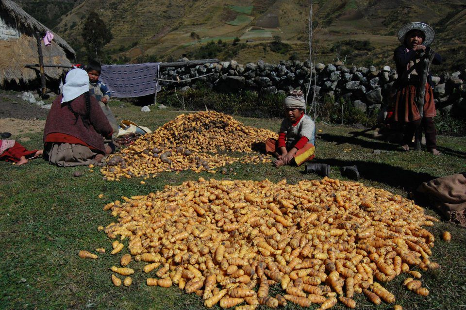 1_oca_candelaria_bolivia