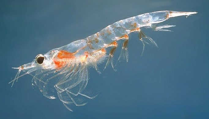 800px-meganyctiphanes_norvegica2