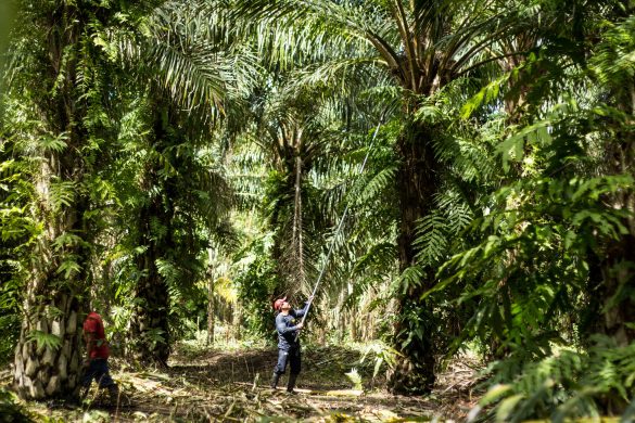 juan_carlos_huayllapumacifor