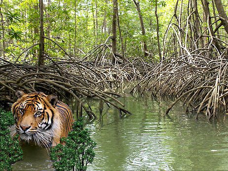 new_sundarbans_image