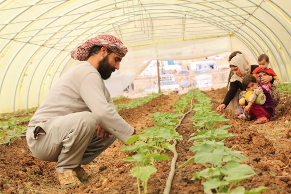 bilal_og_hans_familie_dyrker_agurker_i_et_drivhus_fra_mission_oest