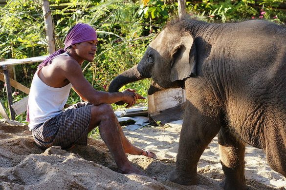 800px-mahout_with_young_elephant