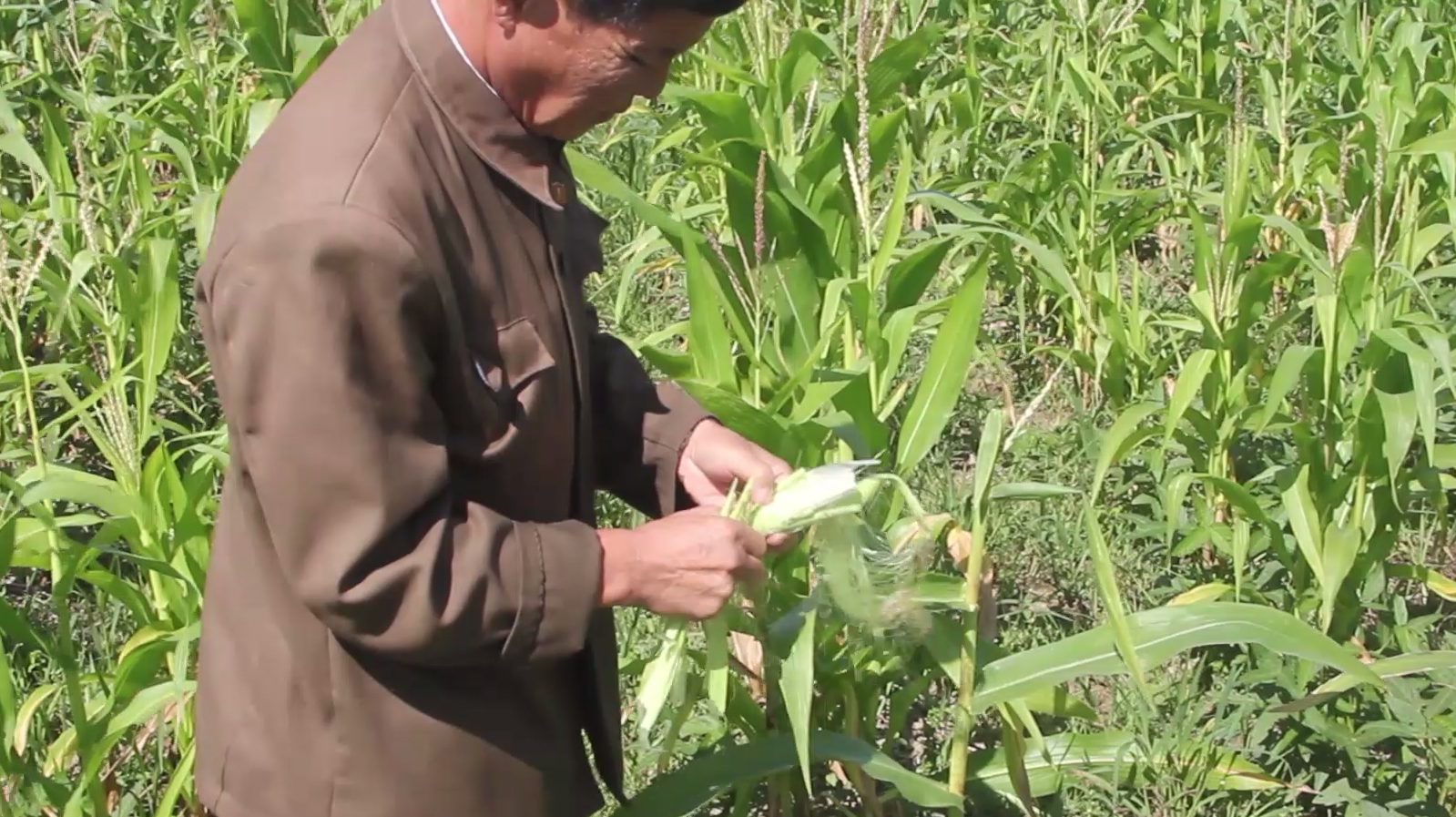 en_af_de_nordkoreanske_baender_fremviser_en_majskolbe_der_er_alt_for_lille_efter_aarstiden