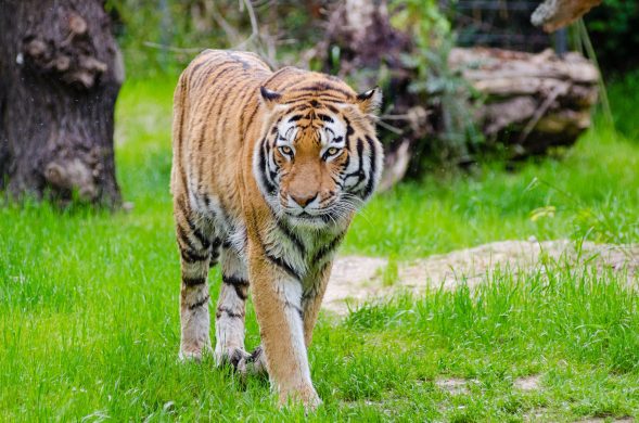 animal-big-cat-blur-145932