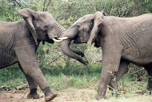 elephants-1355424_960_720