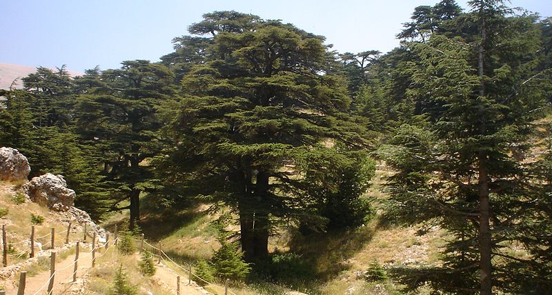800px-lebanon_cedar_forest